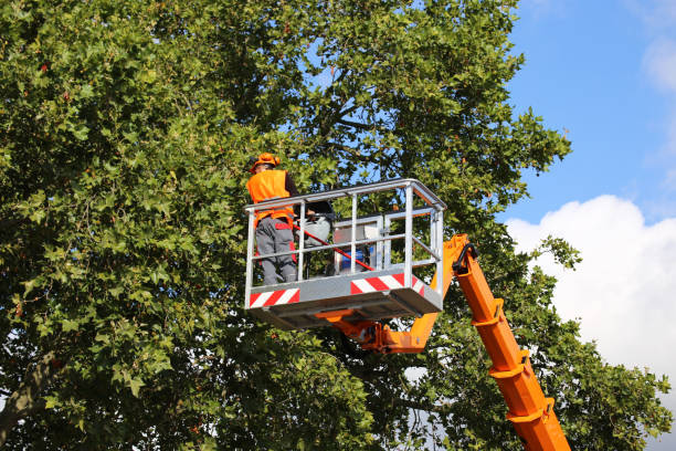 Reliable Egypt, AL Tree Services Solutions